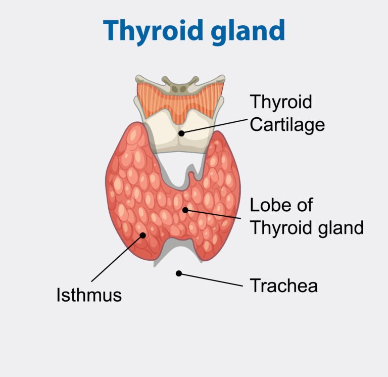 full thyroid panel blood test for thyroid health and hormone balance